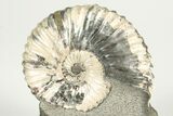 Iridescent Ammonite (Deshayesites) Fossil - Russia #207458-1